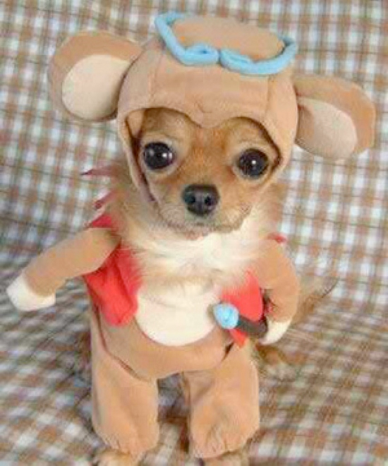 25 Adorable Pet Costumes