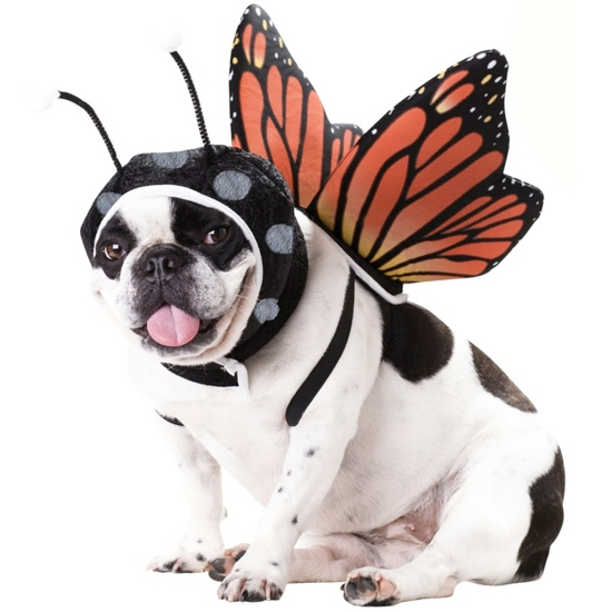 25 Adorable Pet Costumes