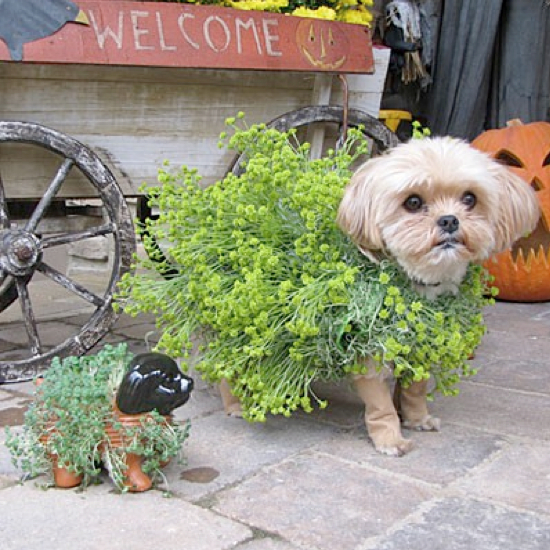 25 Adorable Pet Costumes