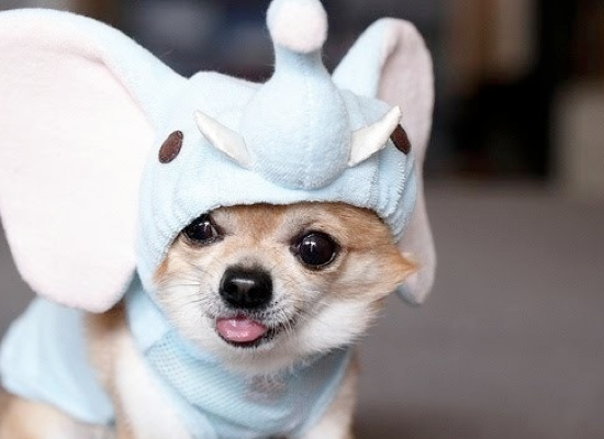 25 Adorable Pet Costumes