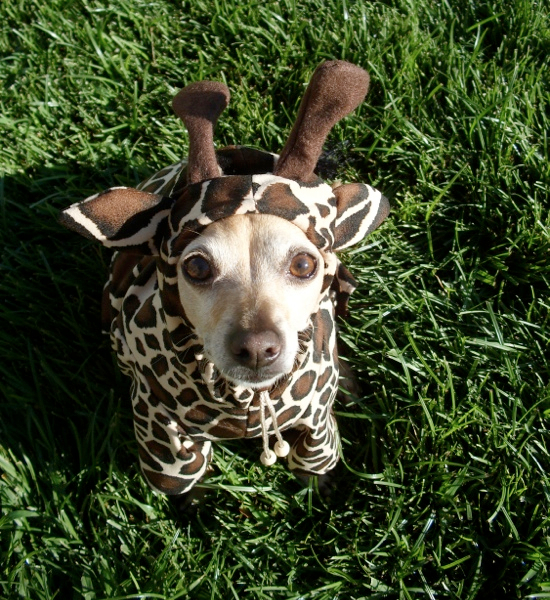 25 Adorable Pet Costumes