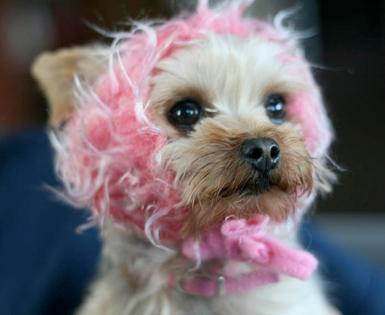 25 Adorable Halloween Costumes for Dogs