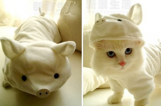 25 Adorable Pet Costumes