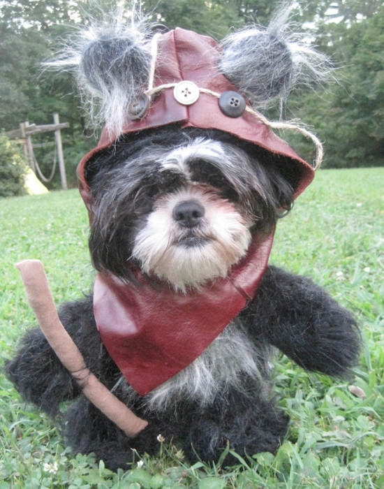 25 Adorable Halloween Costumes for Dogs