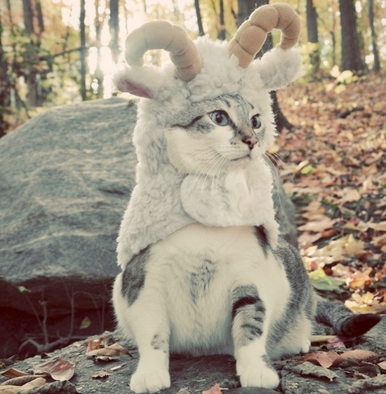 25 Adorable Pet Costumes