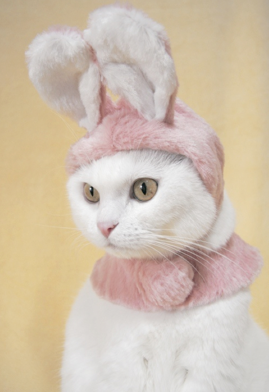 25 Adorable Pet Costumes