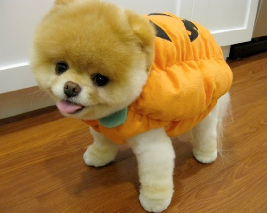 25 Adorable Pet Costumes