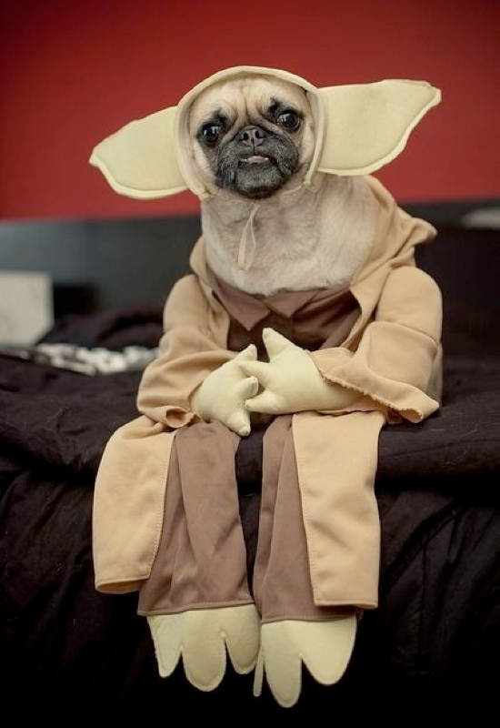 25 Adorable Pet Costumes